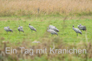 Ein Tag mit Kranichen / One Day with Cranes